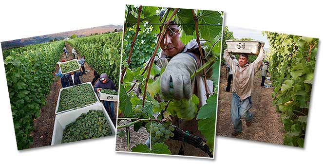 2009 grape harvest images